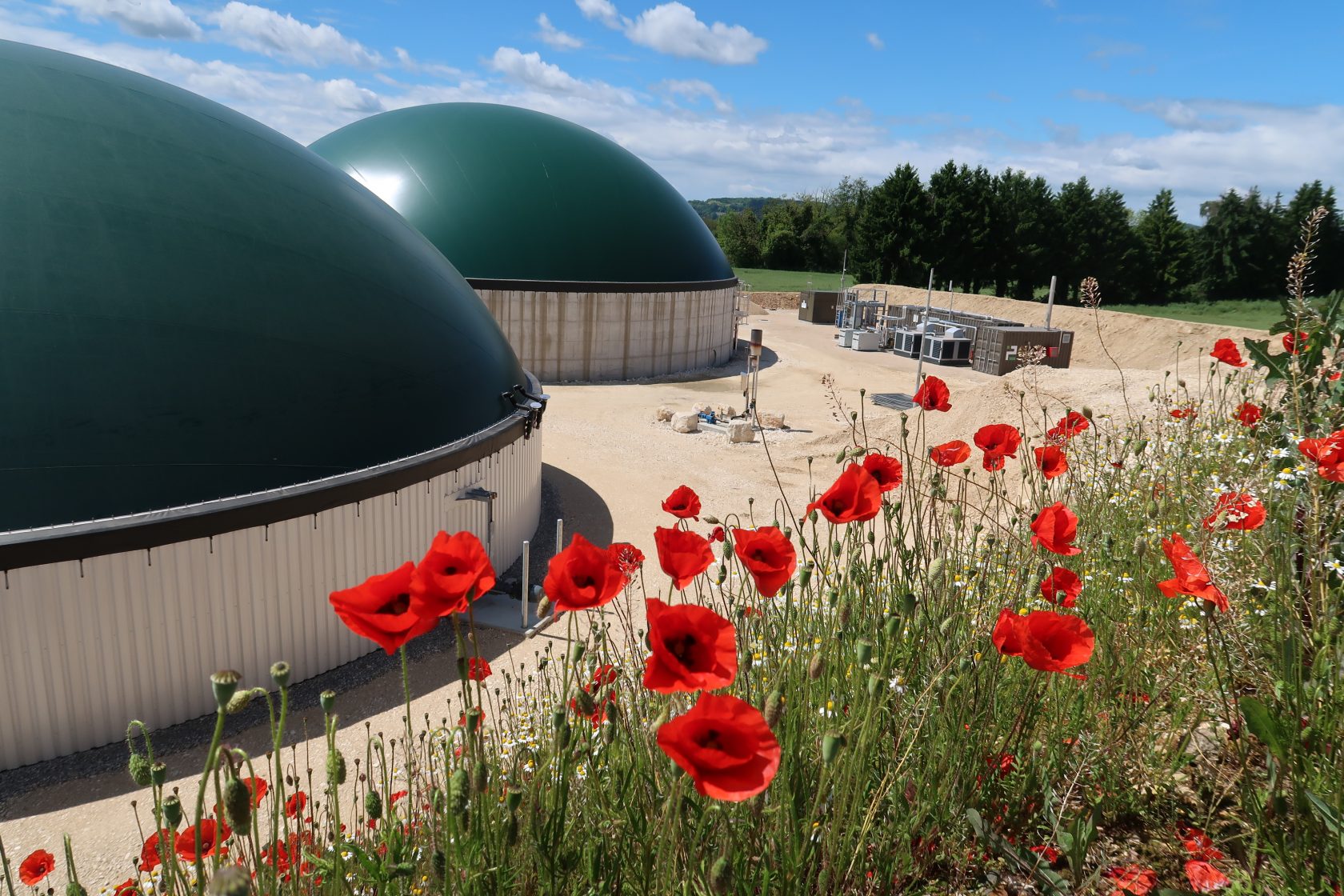 Unité - coquelicot